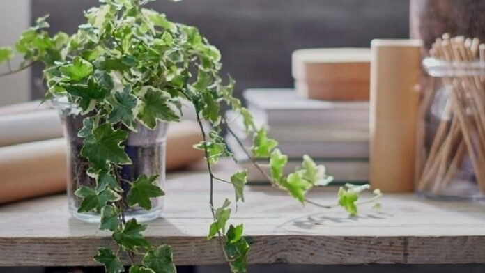 Cây thường xuân mang lại sự dễ chịu cho không gian làm việc (Ảnh: Internet)
