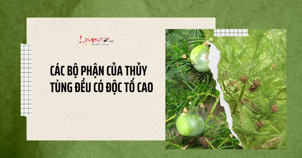 Cây thủy tùng phong thủy hấp thụ VƯỢNG KHÍ, xua đuổi năng lượng xấu