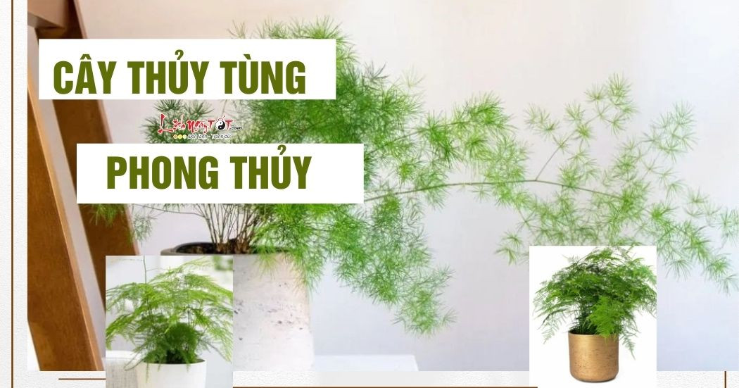 Cây thủy tùng phong thủy hấp thụ VƯỢNG KHÍ, xua đuổi năng lượng xấu