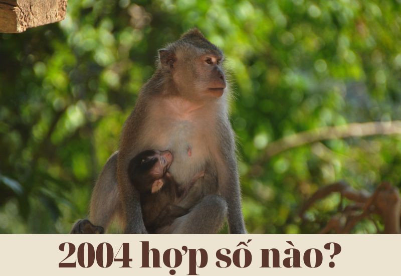 Năm 2004 hợp số nào nhất để mang lại may mắn?
