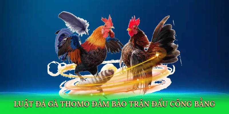 Luật đá gà Thomo đảm bảo trận đấu công bằng
